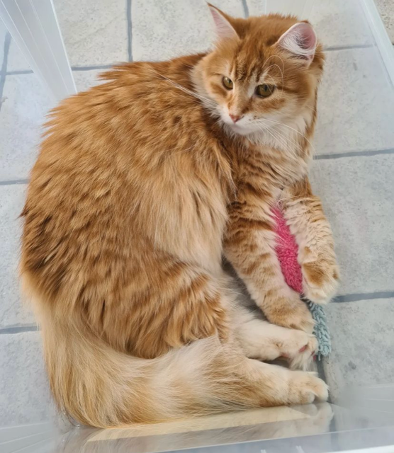 Sibirisk katt Ferrari